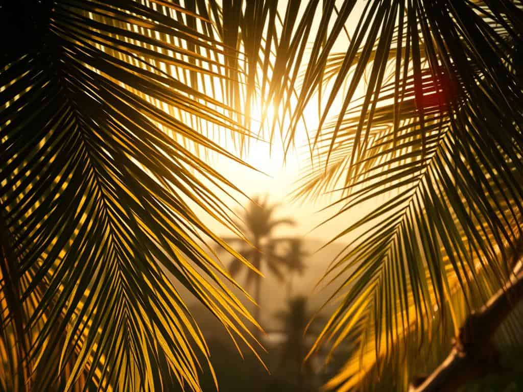 Palm Tree Tattoo Ideas
